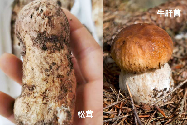 松茸和大腿菇（牛肝菌）的區(qū)別