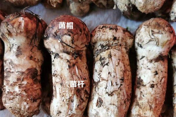 松茸帽和松茸根哪個(gè)有營(yíng)養(yǎng)價(jià)值