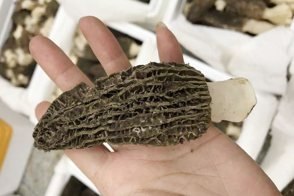 新鮮羊肚菌魚(yú)膠湯的做法竅門(mén)