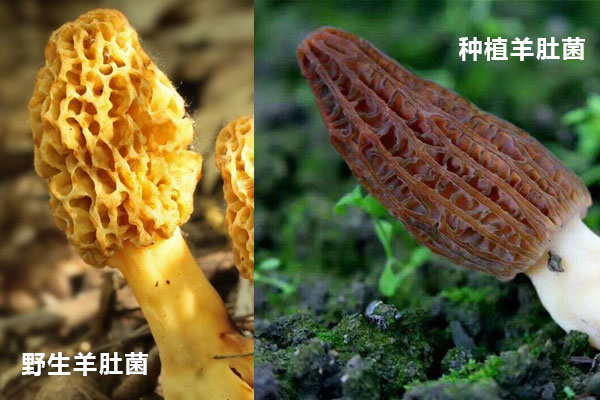野生羊肚菌和人工羊肚菌有哪些區(qū)別