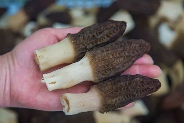 羊肚菌小孩吃一次量多少