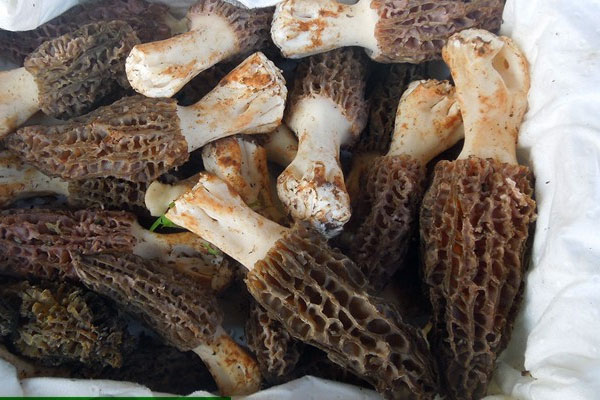 不同渠道購(gòu)買(mǎi)新鮮羊肚菌價(jià)格不同