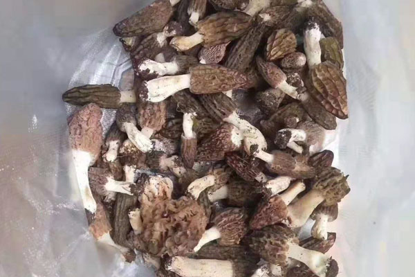 吃羊肚菌可以起到補(bǔ)腎壯陽的作用嗎