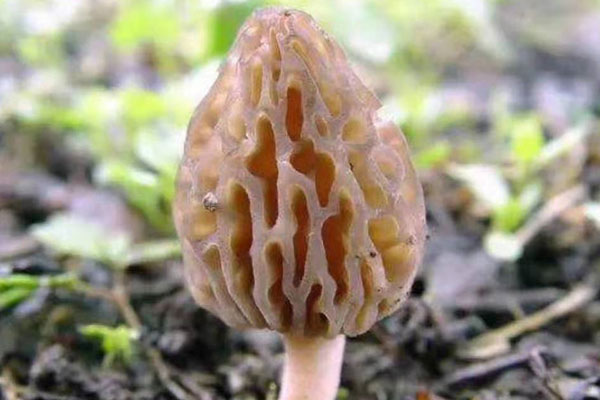 為什么吃羊肚菌可以起到壯陽的功效
