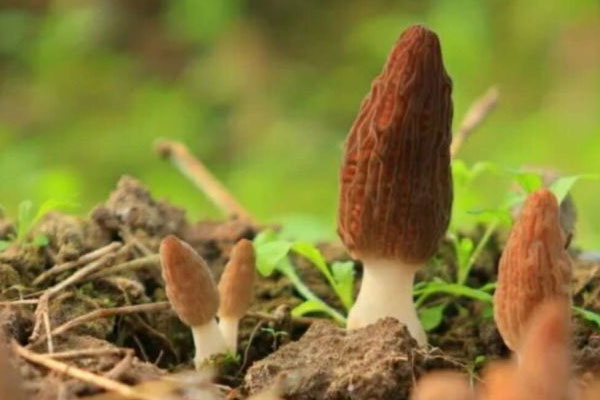 羊肚菌長(zhǎng)了白色霉菌還能吃嗎