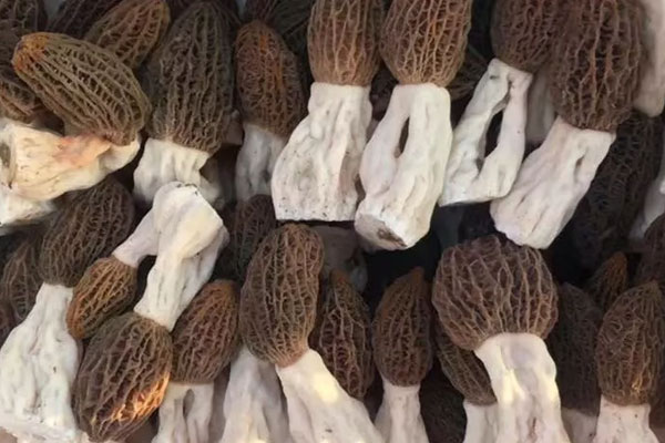 羊肚菌燉雞放幾個羊肚菌合適