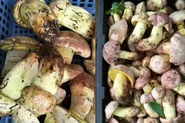 白蔥牛肝菌具有哪些功效與作用，白蔥牛肝菌的營(yíng)養(yǎng)價(jià)值