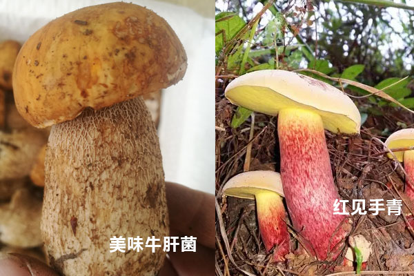 見手青和牛肝菌是同一種東西嗎