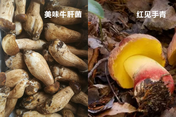 見手青與牛肝菌的區(qū)別