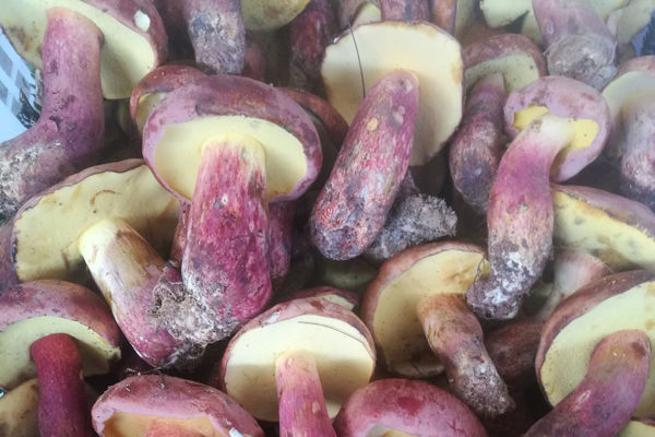 新鮮紅蔥牛肝菌價(jià)格