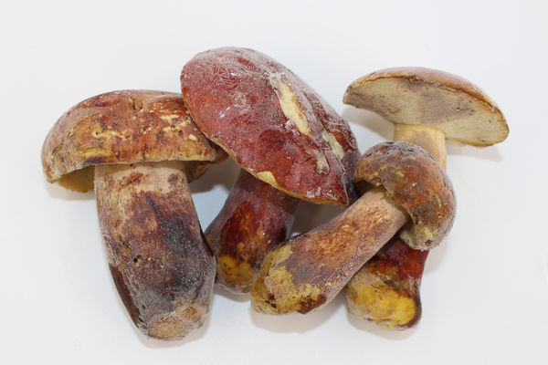冰凍紅蔥牛肝菌價(jià)格