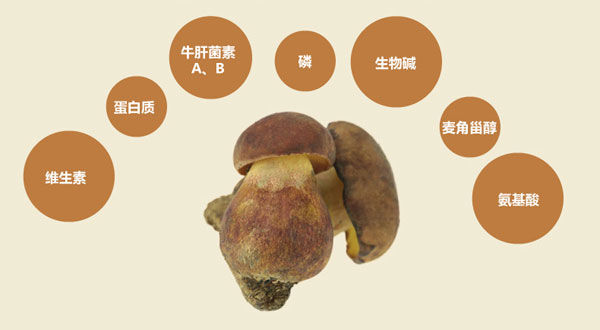紅蔥牛肝菌的功效作用與營養(yǎng)價(jià)值