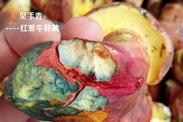 野生見(jiàn)手青孕婦可以吃嗎