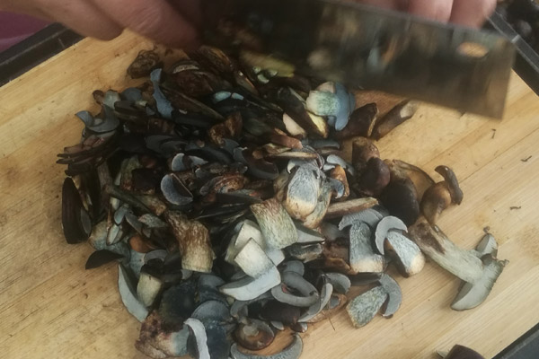 痛風病人能吃牛肝菌嗎
