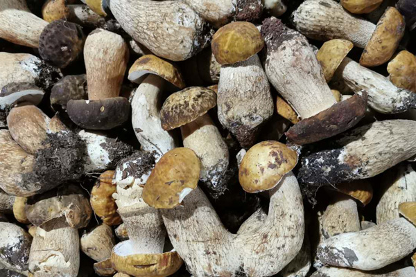 哺乳期可以吃牛肝菌嗎，坐月子吃牛肝菌有哪些好處