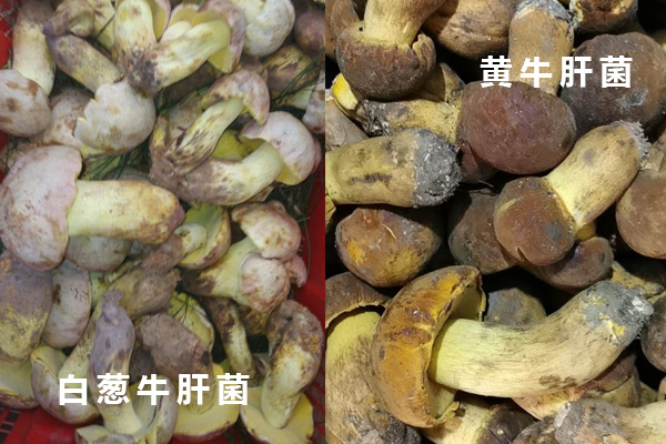 什么是白蔥牛肝菌，白蔥牛肝菌和黃牛肝菌的區(qū)別