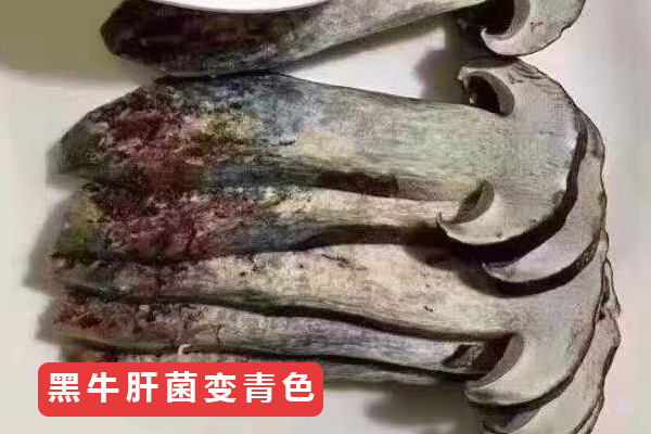 新鮮黑牛肝菌切開會(huì)變色嗎，黑牛肝菌變色能吃嗎