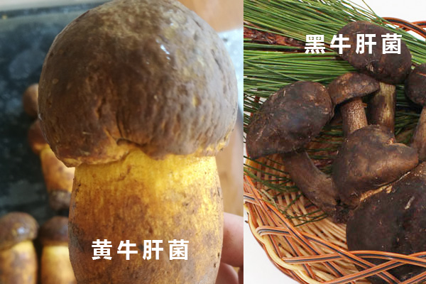 黃牛肝菌和黑牛肝菌哪個(gè)貴，黑牛肝菌切開會(huì)變青嗎