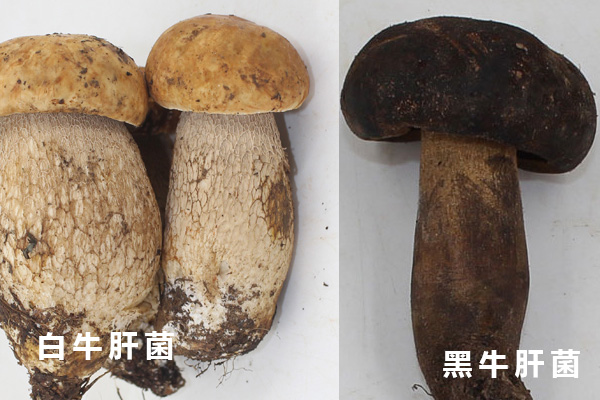 什么是黑牛肝菌，白牛肝菌和黑牛肝菌哪個(gè)好