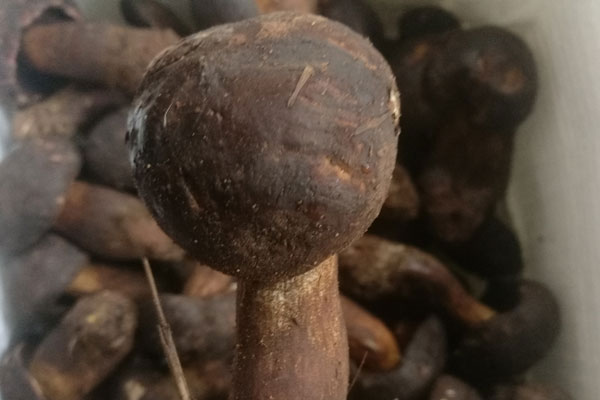 生吃黑牛肝菌什么后果，吃了沒有熟的黑牛肝菌會中毒嗎