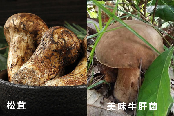 松茸和美味牛肝菌哪個貴，牛肝菌和松茸哪個好吃