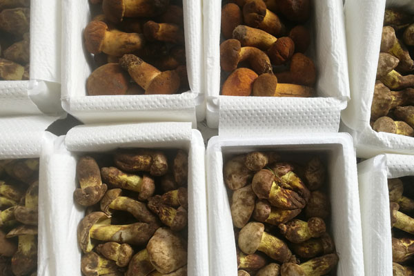 牛肝菌冬瓜大骨頭湯的做法，牛肝菌、冬瓜、豬骨能一起燉湯嗎