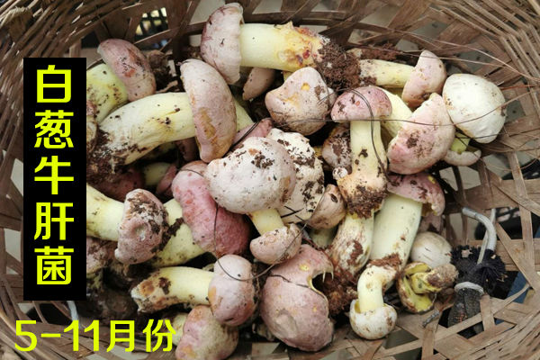 新鮮白蔥牛肝菌價(jià)格