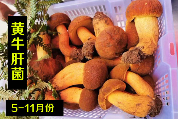 新鮮黃牛肝菌價(jià)格