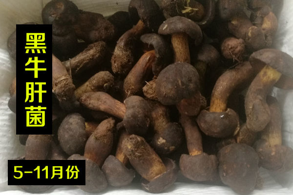 新鮮黑牛肝菌價(jià)格