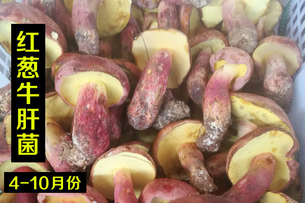 新鮮紅蔥牛肝菌價(jià)格