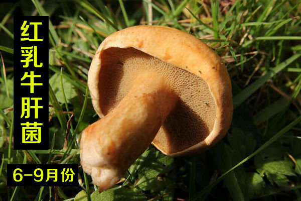 新鮮紅乳牛肝菌價(jià)格