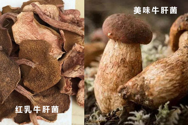 紅乳牛肝菌和美味牛肝菌的區(qū)別，怎么挑選紅乳牛肝菌