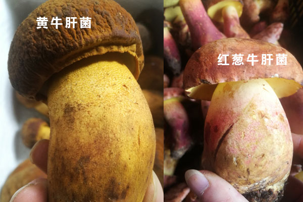 紅蔥牛肝菌和黃牛肝菌的區(qū)別，紅蔥菌和見手青的區(qū)別