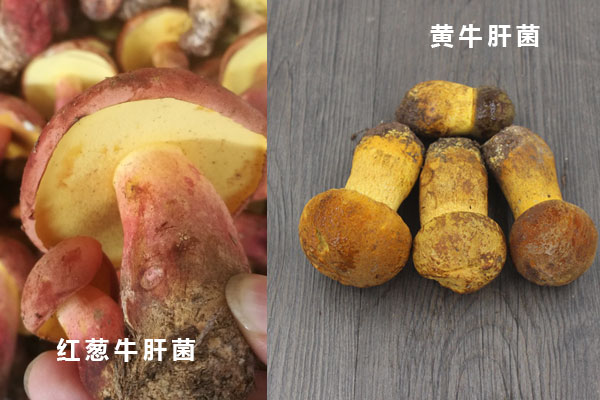 黃牛肝菌和紅蔥牛肝菌哪種好，哪種牛肝菌細滑