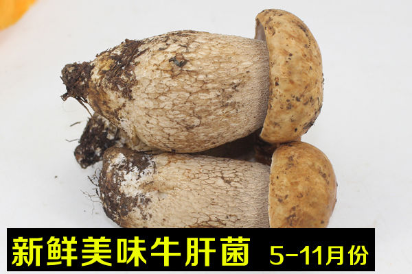 新鮮美味牛肝菌價(jià)格