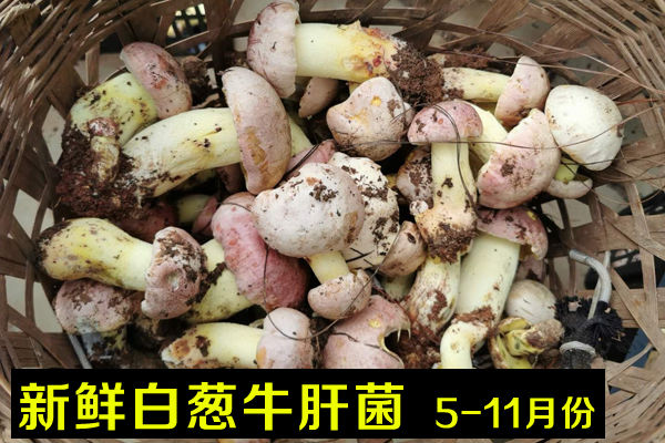 2020新鮮牛肝菌價(jià)格-野生新鮮黃白黑牛肝菌多少錢一斤