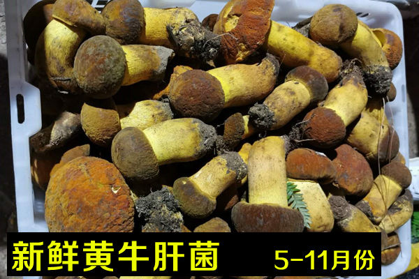 新鮮黃牛肝菌價(jià)格