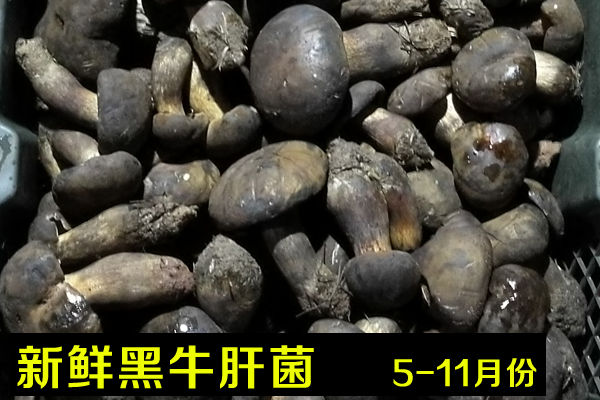 新鮮黑牛肝菌價(jià)格