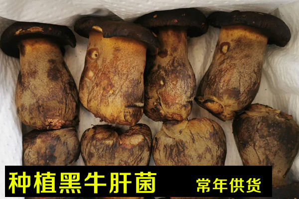種植黑牛肝菌價(jià)格