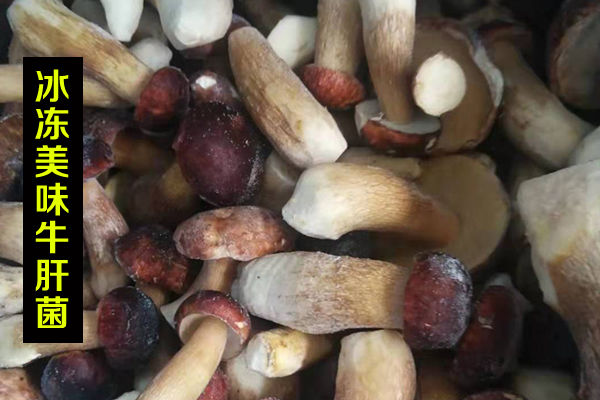 冰凍牛肝菌價(jià)格-速凍黑白黃紅乳牛肝菌多少錢一斤