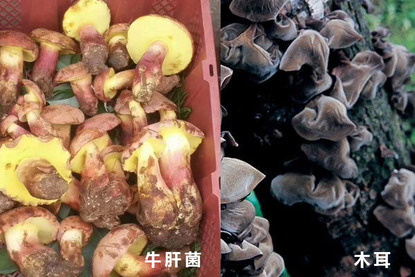 牛肝菌可以和木耳一起吃嗎，高血壓患者可以吃牛肝菌嗎