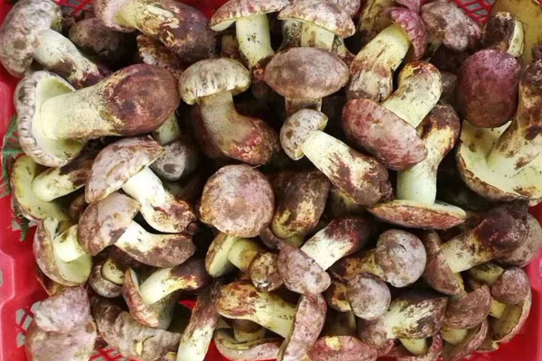 野生牛肝菌可以緩解孕婦憂慮、緊張的情緒