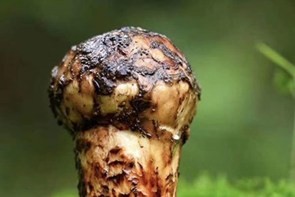 松茸炒芥蘭的功效作用與營養(yǎng)價(jià)值