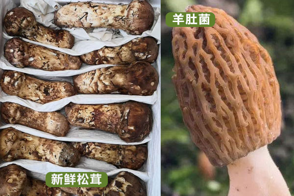 松茸和羊肚菌哪個(gè)更貴，松茸跟羊肚菌哪個(gè)有營(yíng)養(yǎng)