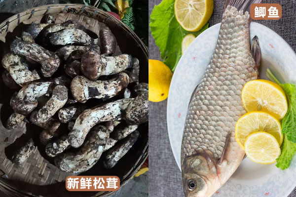 鯽魚(yú)和松茸能一起燉嗎
