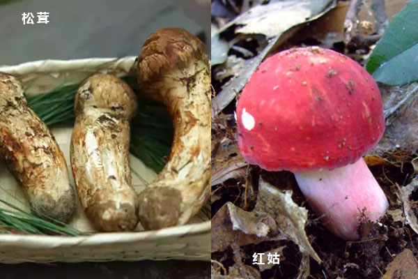 松茸價(jià)格貴還是紅菇價(jià)格貴