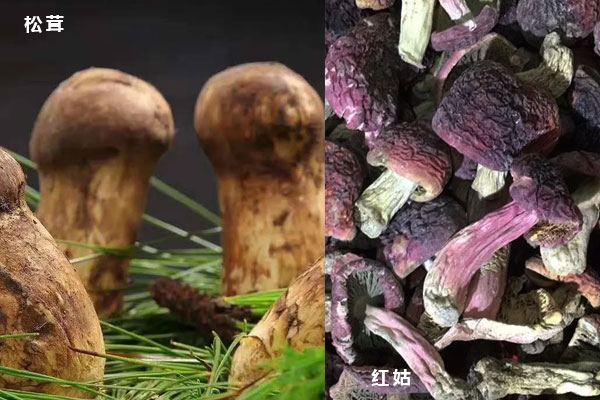 松茸和紅蘑菇的區(qū)別，它們是一樣的東西嗎