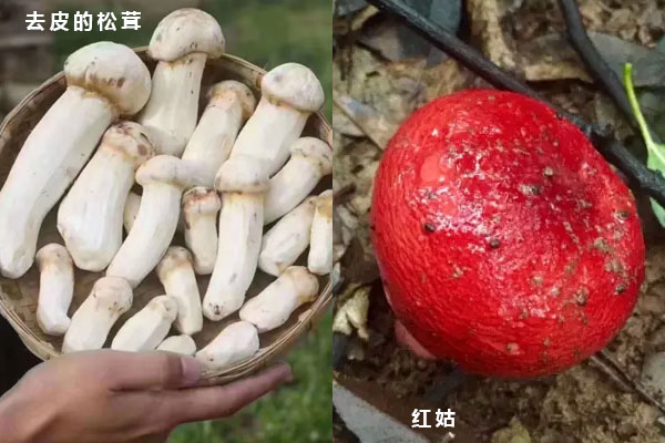 松茸和紅蘑菇有哪些區(qū)別 松茸和紅蘑菇有哪些區(qū)別