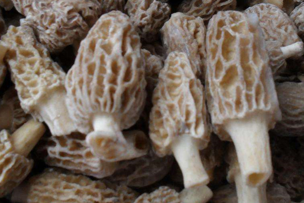 冰凍羊肚菌能反復(fù)解凍、冰凍嗎 冰凍羊肚菌能反復(fù)解凍、冰凍嗎