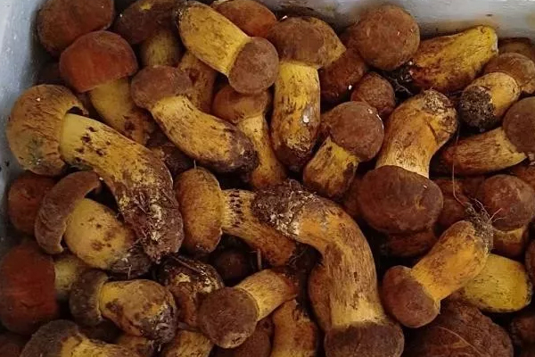 擔心牛肝菌富集重金屬,加速腎損傷 擔心牛肝菌富集重金屬,加速腎損傷